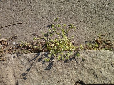 Valeriana locusta, photographed by Vladimír Fuka