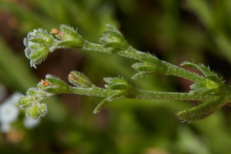 Plagiobothrys bracteatus, photographed by Ken-ichi Ueda