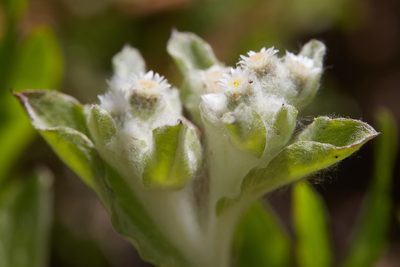 Gnaphalium palustre, photographed by Ken-ichi Ueda