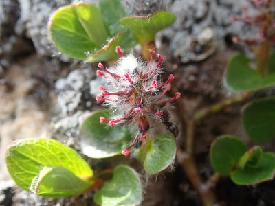Salix arctica, photographed by F Quiec