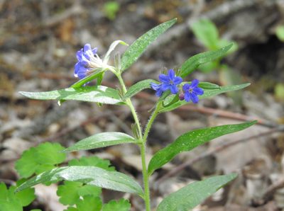 Aegonychon purpurocaeruleum, photographed by Konstantin Grebennikov