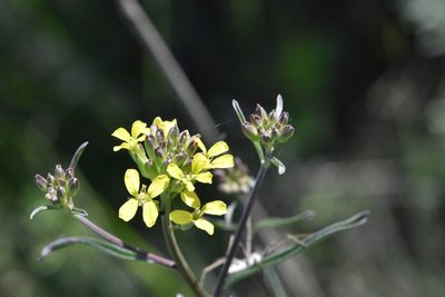 Erysimum diffusum, photographed by Марина Садыкова