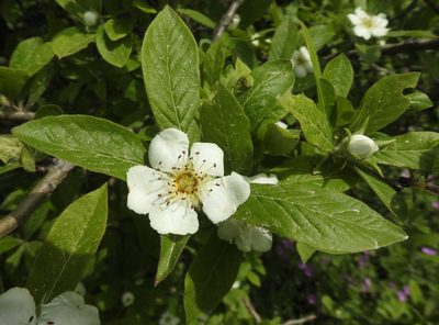 Crataegus germanica, photographed by Konstantin Grebennikov