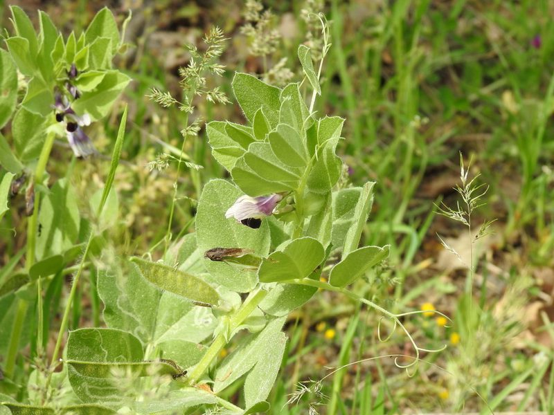 Vicia narbonensis, photographed by Konstantin Grebennikov
