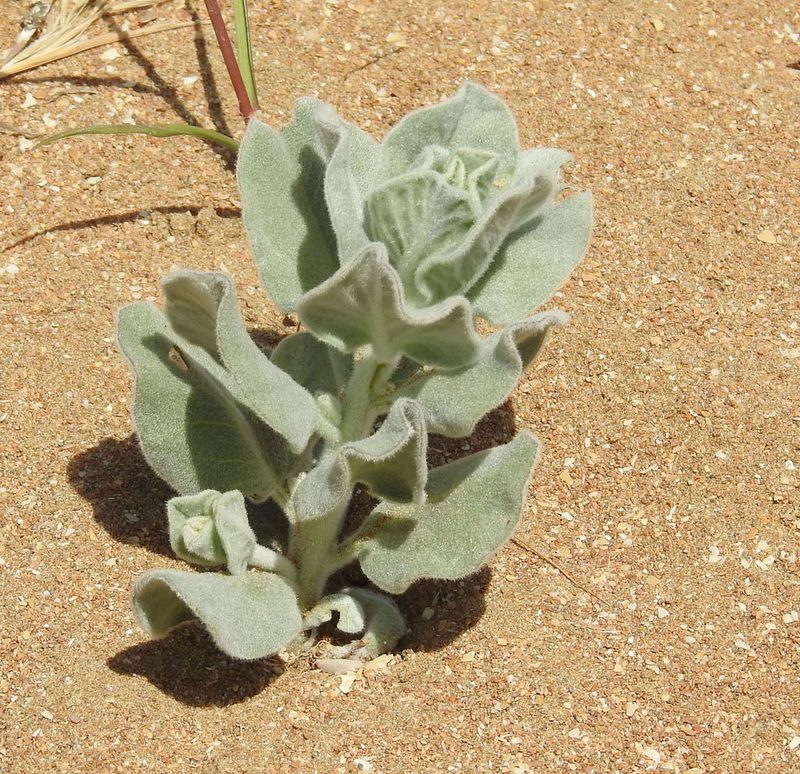 Convolvulus persicus, photographed by Konstantin Grebennikov