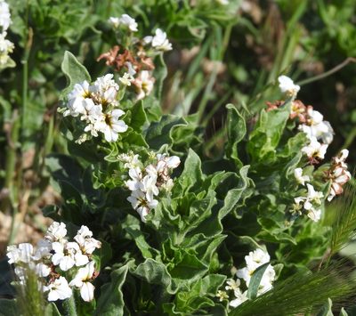 Tournefortia sibirica, photographed by Konstantin Grebennikov