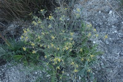 Odontarrhena tortuosa, photographed by Aleksei Baushev