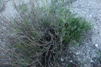 Artemisia salsoloides, photographed by Aleksei Baushev