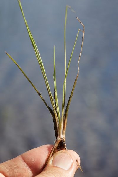 Isoetes howellii, photographed by Ken-ichi Ueda