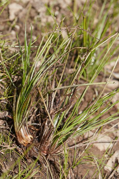 Isoetes howellii, photographed by Ken-ichi Ueda