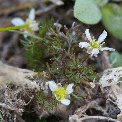 Ranunculus trichophyllus, photographed by Ken-ichi Ueda