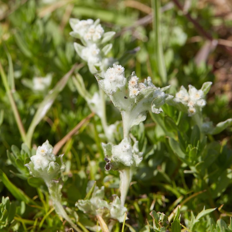 Gnaphalium palustre, photographed by Ken-ichi Ueda