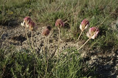 Hedysarum grandiflorum, photographed by Aleksei Baushev