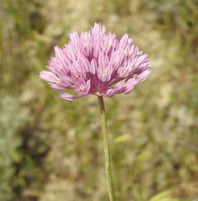 Allium rubellum, photographed by Konstantin Grebennikov