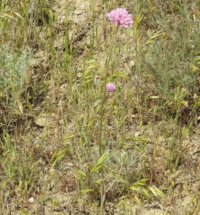 Allium rubellum, photographed by Konstantin Grebennikov
