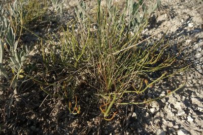 Ephedra distachya, photographed by Aleksei Baushev
