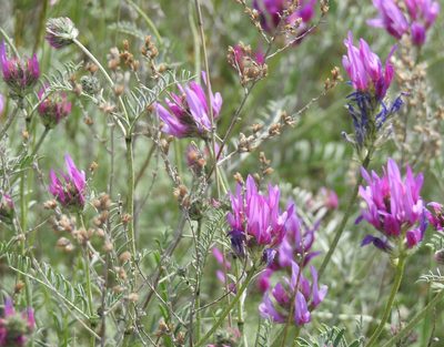 Astragalus onobrychis, photographed by Konstantin Grebennikov