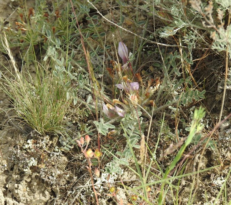 Astragalus dolichophyllus, photographed by Konstantin Grebennikov