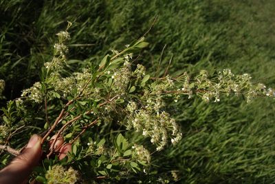 Spiraea hypericifolia, photographed by Aleksei Baushev