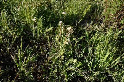 Valeriana tuberosa, photographed by Aleksei Baushev