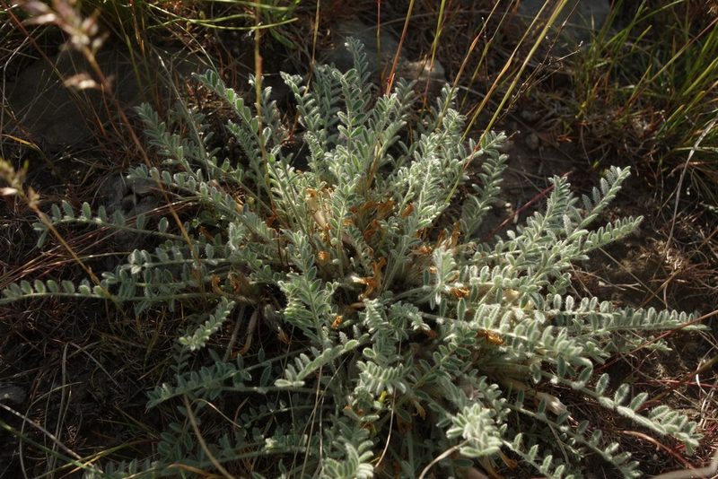 Astragalus testiculatus, photographed by Aleksei Baushev