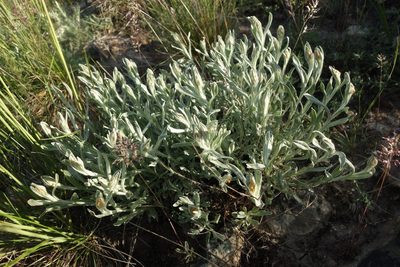 Helichrysum arenarium, photographed by Aleksei Baushev