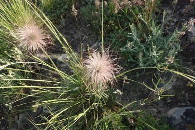 Pulsatilla pratensis, photographed by Aleksei Baushev