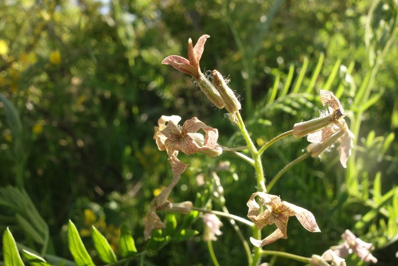 Hesperis tristis, photographed by Aleksei Baushev