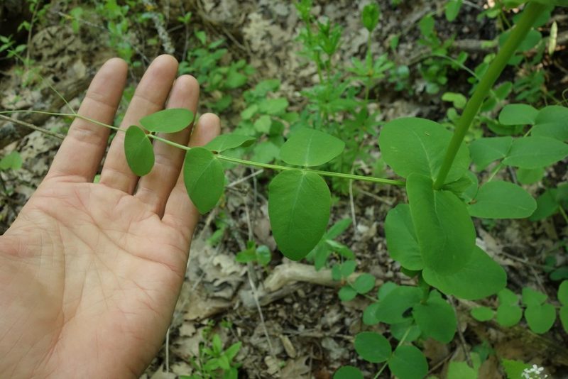 Vicia pisiformis, photographed by Aleksei Baushev