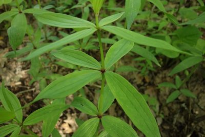 Galium rubioides, photographed by Aleksei Baushev
