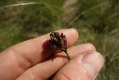 Astragalus cornutus, photographed by Aleksei Baushev