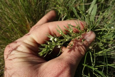 Thesium ramosum, photographed by Aleksei Baushev