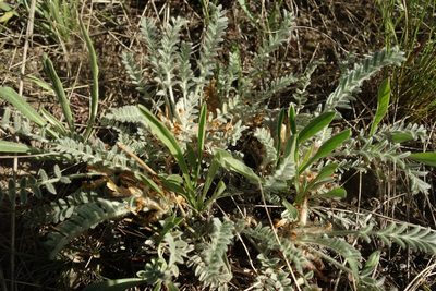 Astragalus testiculatus, photographed by Aleksei Baushev