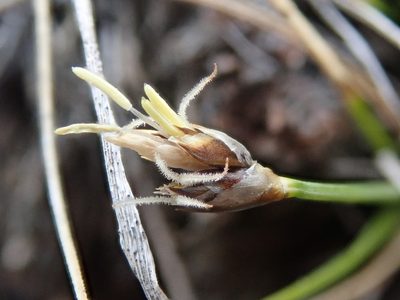 Carex duriuscula, photographed by F Quiec