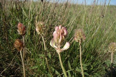 Hedysarum grandiflorum, photographed by Aleksei Baushev