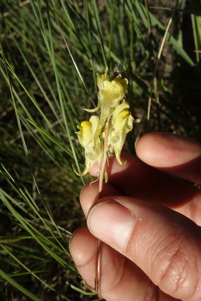 Linaria macroura, photographed by Aleksei Baushev