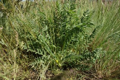 Astragalus buchtormensis, photographed by Aleksei Baushev