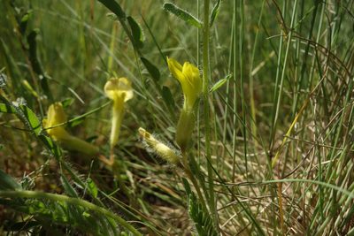 Astragalus buchtormensis, photographed by Aleksei Baushev