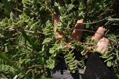 Caragana wolgarica, photographed by Aleksei Baushev