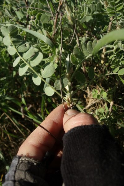 Caragana wolgarica, photographed by Aleksei Baushev