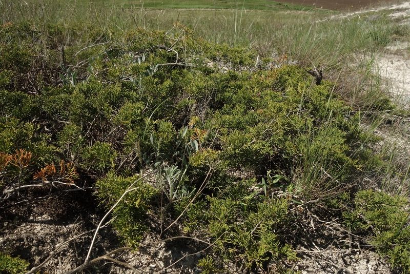 Juniperus sabina, photographed by Aleksei Baushev