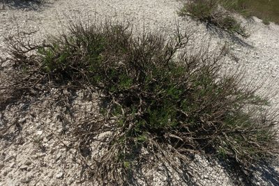 Artemisia salsoloides, photographed by Aleksei Baushev