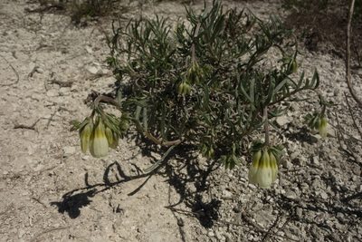 Onosma simplicissima, photographed by Aleksei Baushev
