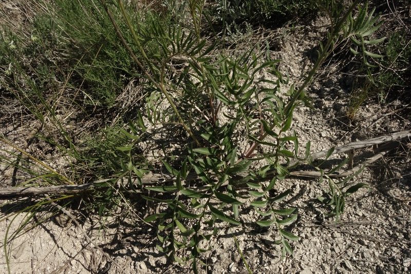 Rhaponticoides ruthenica, photographed by Aleksei Baushev