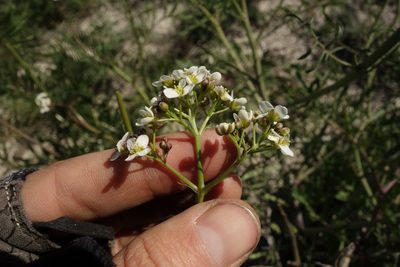 Crambe tataria, photographed by Aleksei Baushev