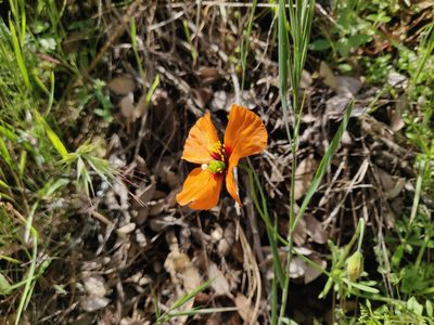 Stylomecon heterophylla, photographed by Alexander Wentworth