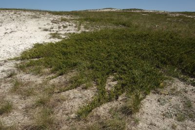 Juniperus sabina, photographed by Aleksei Baushev