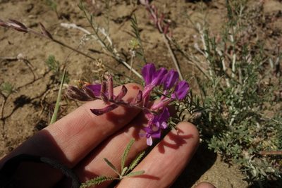 Astragalus varius, photographed by Aleksei Baushev