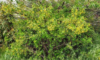 Ribes aureum, photographed by machaut2