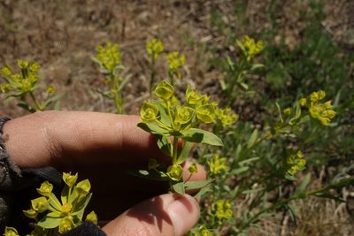 Euphorbia seguieriana, photographed by Aleksei Baushev